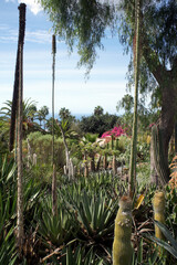 Part of the Jungle Park on the island of Tenerife.
