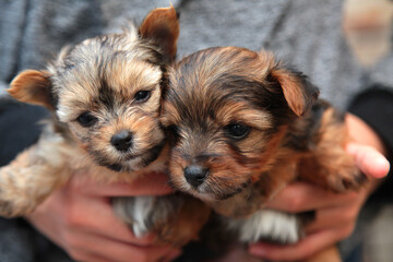 Cachorros Yorkshire Terrier