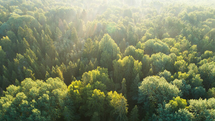 View from above of dark moody pine trees in spruce foggy forest with bright sunrise rays shining through branches in summer mountains.