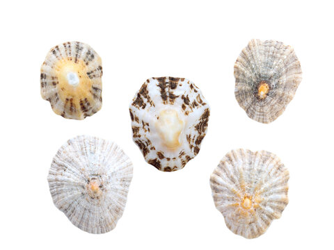 Five Marine Mollusc Seashells Set Isolated Png