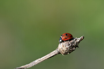 a small red ladybug, a seven-spot, on a dry branch, against a green background with space for text