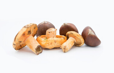 Champignons et Marrons d' Automne sur fond blanc / Mushrooms and Autumn Chestnuts on a white background
