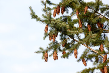 Pinecones on Evergreen Tree Branches