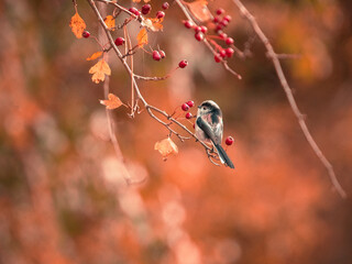 Long Tailed Tit in Autumn