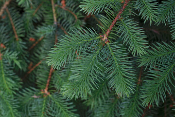 close up of a blue spruce fluffy branch in forest