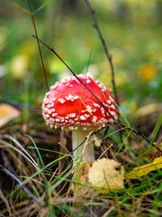Red toadstool growing in forest