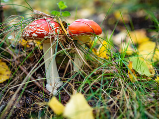 Red toadstool growing in forest