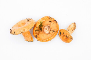 Champignons d'automne sur fond blanc vue de dessus /Autumn mushrooms on white background top view