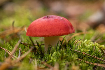 mushrooms in the forest	