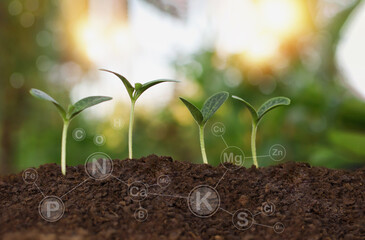 Pumpkin seedlings grow from fertile ground and have technology icons about minerals in the soil suitable for crops	