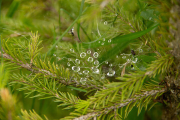 spruce branches with cobwebs covered with raindrops spider and fly