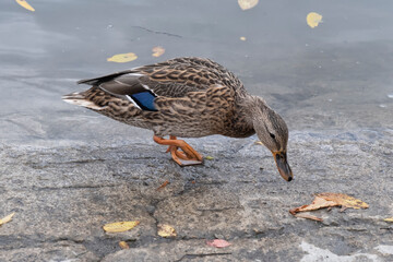 American black duck male with blue wing feathers