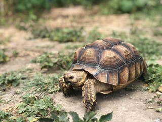 Beautiful sulcata tortoise from africa
