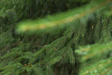 Natural background with plants. Green twigs of a coniferous tree.