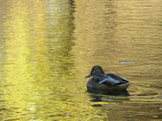 duck on the lake