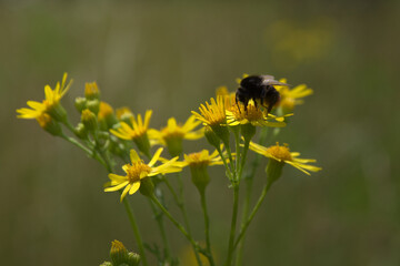 Bumblebee collecting nectar on yellow flowers in close-up macro.