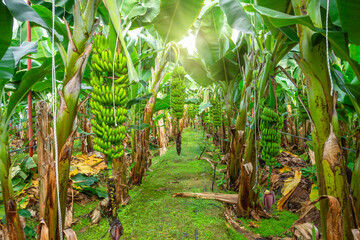 Banana farms and plantations inside greenhouses. Banana grass grown on an industrial scale. Palm trees with bunches of fruits ripening for sale on the market.