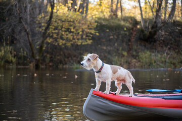 Dog Jack Russell Terrier stands on the bow of the kayak. Landscape with a boat against the...