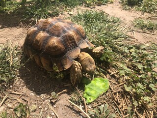 Beautiful sulcata tortoise from africa