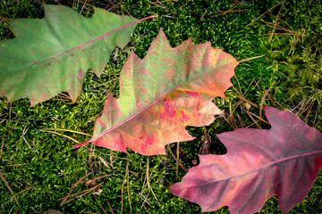 liście jesienne kolory zielony zielono czerwony i czerwony