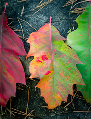 liście dąb jesień zmiana barw