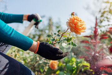 Protecting shrubs from fungus. Gardener sprays roses with fungicide in fall garden. Prevention and...