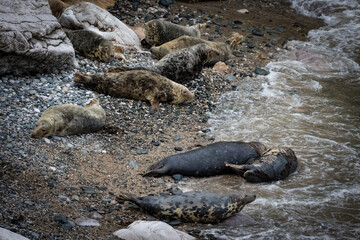 Grey seals on the beach and rocks. Penrhyn Bay, Irish Sea in Wales