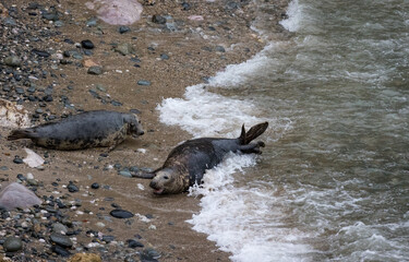 Grey seals on the beach and rocks. Penrhyn Bay, Irish Sea in Wales