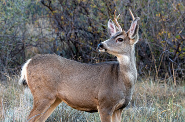 A wild mule deer in Colorado mountains.