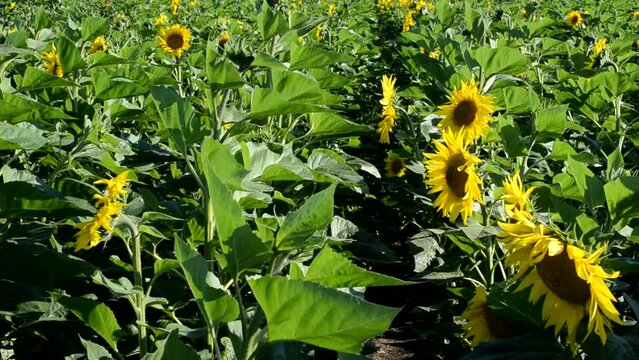 Sunflowers in the field. The field from sunflowers,