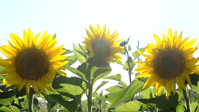 Three sunflowers against the sky. Field of sunflowers,