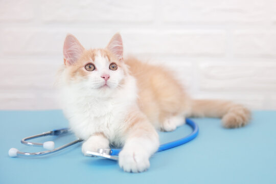 cute ginger cat kitten lies in a veterinary clinic with an endoscope looks into the camera close-up veterinary concept. High quality photo