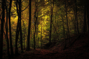 Fototapeta premium Enchanted Lovely Autumn Forest in the Fall of Saarland in Germany, Europe