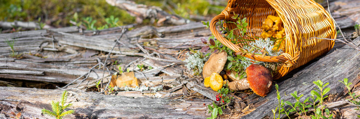Forest mushroom boletus, cep, porcini, chanterelle collected in a wooden wicker basket. Late summer and autumn harvest. Natural food. Karelia region. Banner copy space for text