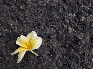 yellow frangipani flower on ground