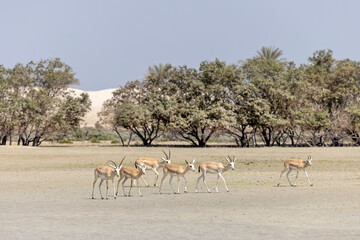 Herd of oryxes walking at the beach in Abu Dhabi, wildlife of UAE