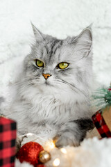 Charming gray fluffy cat lies among the gifts for the new year. The cat is waiting for the holiday and gifts. Merry Christmas and New Year 2023 concept
