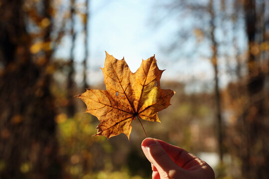 Orange autumn maple leaf in young man hand on a forest and sky background. Pavel, my right hand and orange maple leaf. Photo was taken 12 October 2022 year, MSK time in Russia.