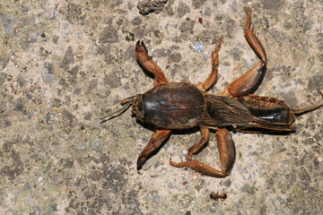 Gryllotalpa gryllotalpa insect macro photo