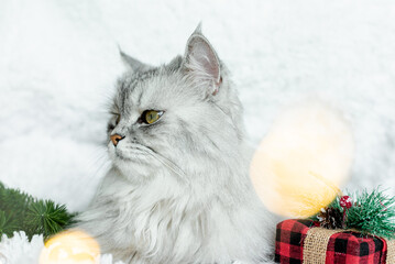 A cute gray fluffy cat lies among the gifts for the new year. The cat is waiting for the holiday and gifts. Decor gifts in a checkered package with lights of a Christmas