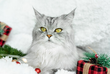 A beautiful gray fluffy cat lies among the gifts for the new year. The cat is waiting for the holiday and gifts. Merry Christmas and New Year 2023 concept