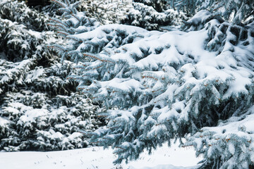 Snow-covered fir trees in the winter forest