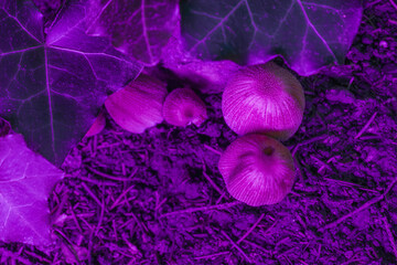 Poisonous purple magic fairy mushrooms, macro. Poisoned dangerous group of toadstool mushrooms...