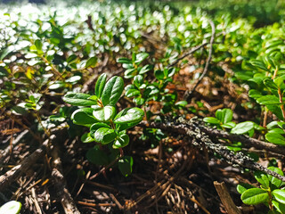 Forest Soil with Grass