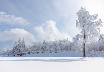 Ice Tree in the Kartepe Ski Center Winter Season, Kocaeli Izmit, Turkey