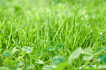 Green natural background of blades of grass with dew droplets.