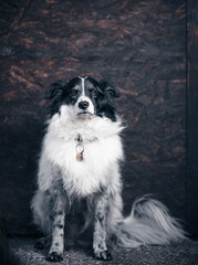 Portrait of the cute adorable black and white Border Collie female on dark background, animal concept