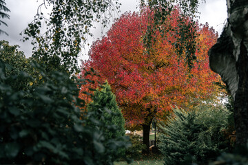Colourful autumn tree 