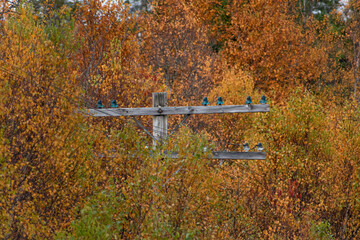 powerlines in the fall
