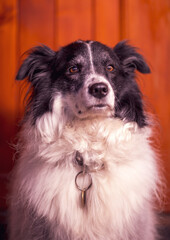 Portrait of the cute adorable black and white Border Collie female on dark background, animal concept